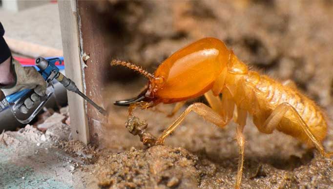 termite treatment