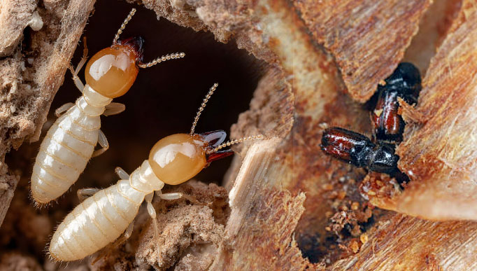 Termite Control Service