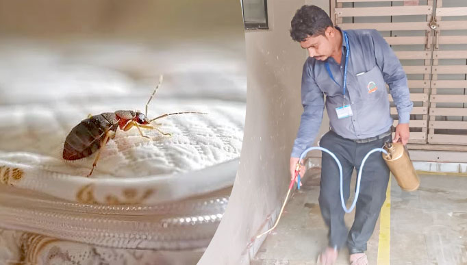Bed Bug Control